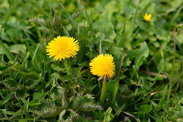 yellow dandelion in a field of grass