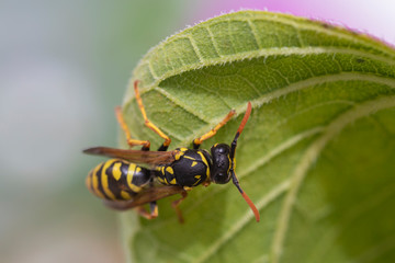 Fototapeta premium Feldwespe auf Blatt bei der Nahrungsaufnahme