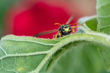 Feldwespe auf Blatt bei der Nahrungsaufnahme