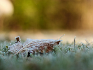 Autumn yellow leaf of maple covered with hoarfrost on the frozen green grass on a blurred background