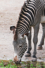 Fototapeta na wymiar Zebra an Wasserloch