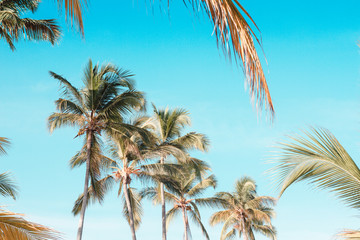 island palm tree