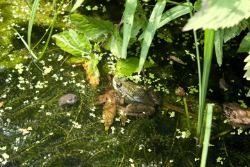 Green frog in a pond in summer.Green frog in a pond in summer in the shade of plants.