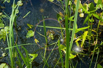 Green frog in a pond in summer.Green frog in a pond in summer in the shade of plants.