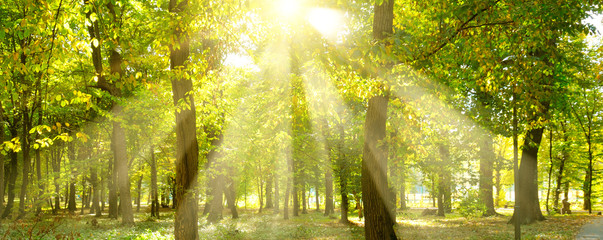 Fototapeta na wymiar Picturesque autumn forest on a bright sunny day. Wide photo.