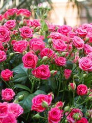 Natural summer background with pink roses. Beautiful blooming flower on green leaves background.