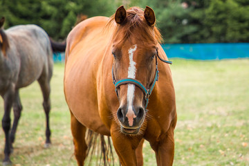 Naklejka na ściany i meble Horses on farm in Czech Republic