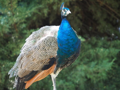 pavo real macho, animal multicolor, tropical, parque municipal de mollerussa, lerida, espa&ntilde;a