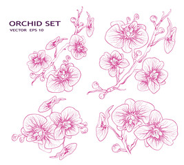 hand drawn Orchid set in minimalist style. a set of flowers and branches of pink lines isolated on a white background. tropical, exotic element, symbol of love, for your ideas. sketch for advertising,