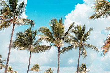 Fototapeta na wymiar palm tree with blue sky in background