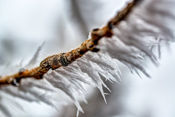 Hoar Frost