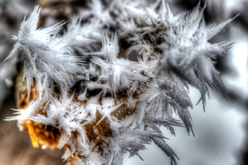 Hoar Frost
