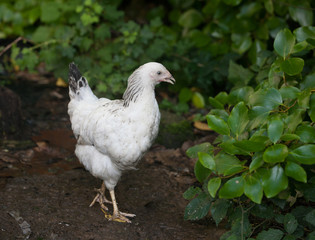 Point of lay free range light sussex hen walking on bare ground in woodland
