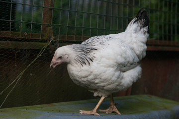 Point of lay light sussex hen catching an insect
