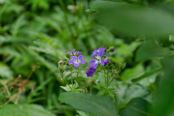 Blume