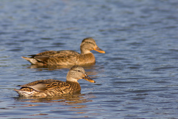 Entenpaar im Wasser schwimmend hintereinander