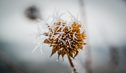 Hoar Frost