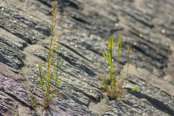 Wiesenblume aus einer Betonritze wachsend