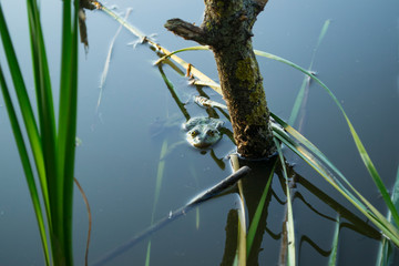 Frog in a pond, close up.