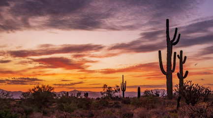 Vibrant Early Morning Desert Skies With Cactus
