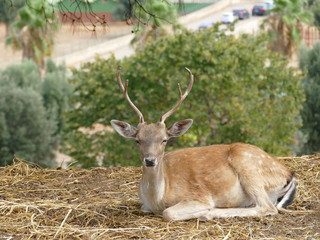 Ritratto di un cervo nobile