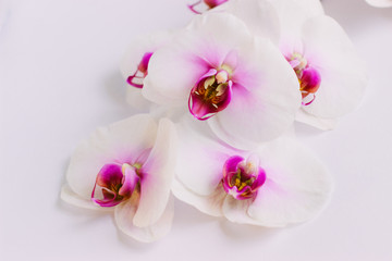 Fototapeta na wymiar White flowers orchid on pink background.