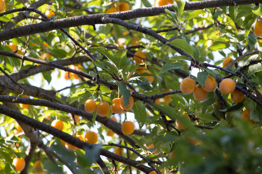 Ringlotten auf einem Baum in &Uuml;bersicht, Niemand