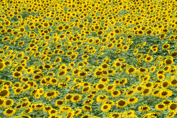 Field of sunflowers during summer sunrise. Farming sunflower crops