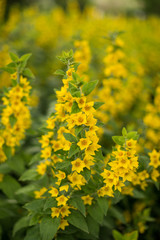 alps, flowers, 