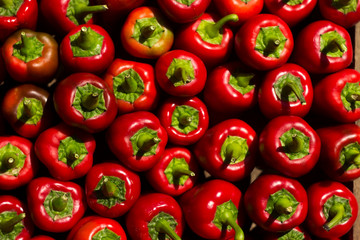 A lot of red bell pepper with roots neatly laid out, background. View from above. Ripe vegetables