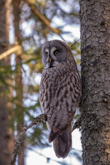 Great Grey Owl Strix nebulosa in the forest