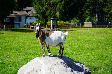 Tiere 