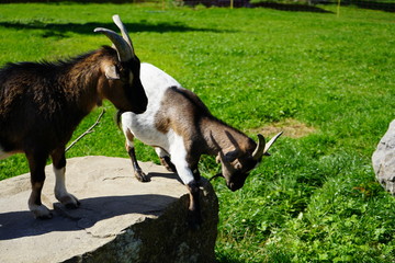 Obraz premium Tiere 
