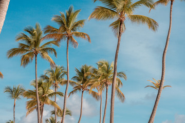 palm trees on background of blue sky with clouds