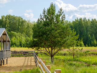 Spruce grows behind a wooden fence that stands around a beautiful house. Beautiful rural landscape with a wooden fence and a blue cloudy sky. Natural summer background