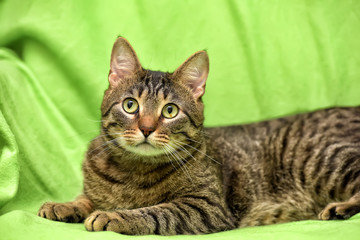 striped cat on a green background in the studio