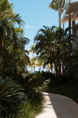 Fototapeta na wymiar palm trees on the beach