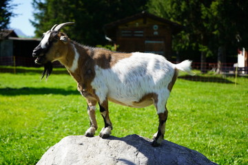 Tiere 