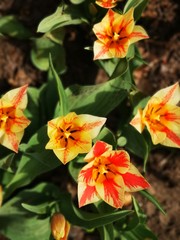 Fototapeta premium yellow-red flowers blooming in the garden