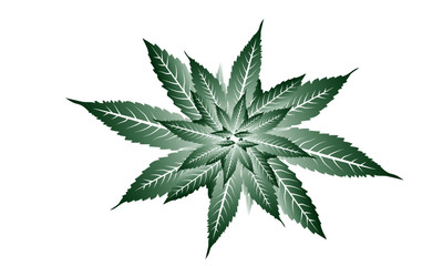 Vector cannabis leaves simple background