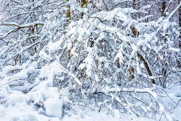 A fabulous natural pattern of tree branches in a forest covered with snow