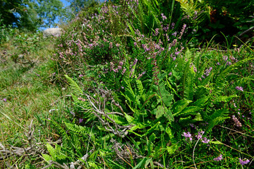 Farn und Erika am Wegrand im Schwarzwald © bennytrapp