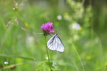 Beautiful butterfly on a pink clover