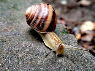 snail on stone