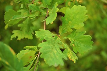 green oak leaves on branch in the autumn forest.