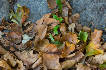 Hintergrund, freigestellt, Laub mit grünen Blättern