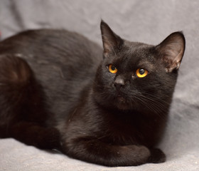 black british shorthair cat - 289368181