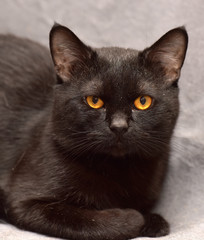 black british shorthair cat - 289368188
