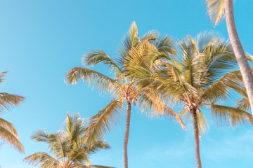 palm trees blue sky sea beach
