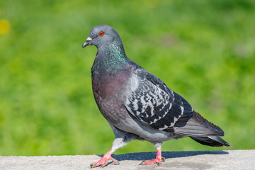 Obraz premium Wild pigeon walks on the concrete curb against green grass in sunny day close-up